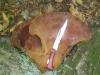 fistulina_hepatica_1_t1.jpg
