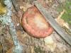 fistulina_hepatica_2_t1.jpg