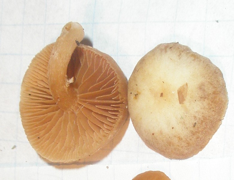 flammulaster_sp_1a.jpg