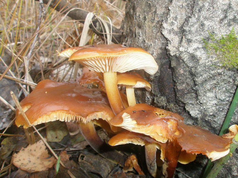 flammulina_velutipes.jpg