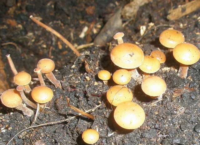flammulina_velutipes_1.jpg