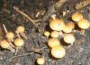 flammulina_velutipes_1_t1.jpg