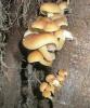 flammulina_velutipes_1_t1_1.jpg