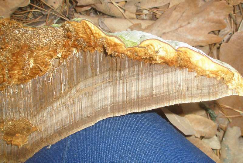 fomes_fomentarius_1a.jpg
