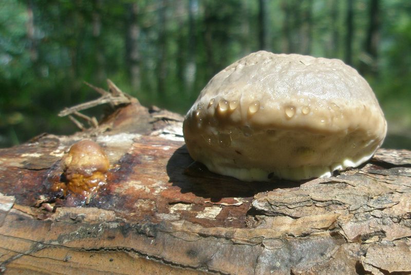 fomitopsis_pinicola.jpg