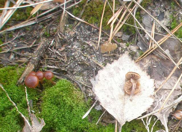 galerina_sp.jpg