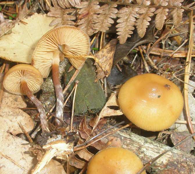 galerina_sp_1_1.jpg