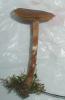 galerina_sp_1_t1.jpg
