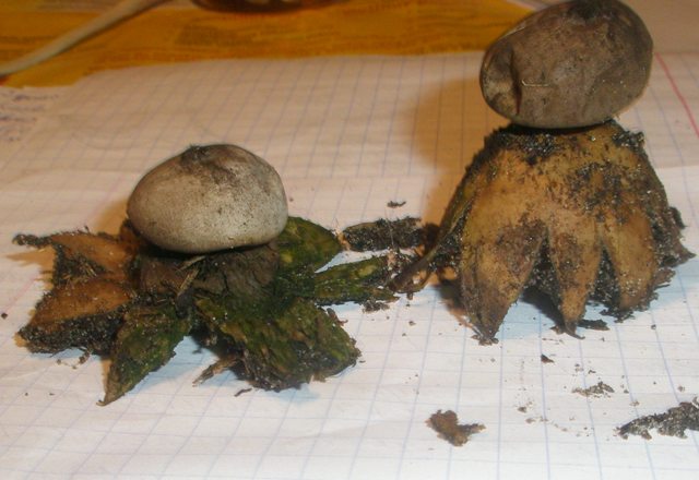 geastrum_2.jpg