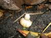 geastrum_sp_1_t1.jpg