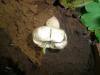 geastrum_sp_2_t1.jpg