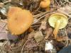 gimnopilus_penetrans_1_t1.jpg