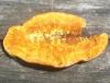 gloeophyllum_sepiarium_2_t1.jpg
