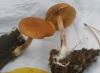 gymnopilus_penetrans_1_t1.jpg