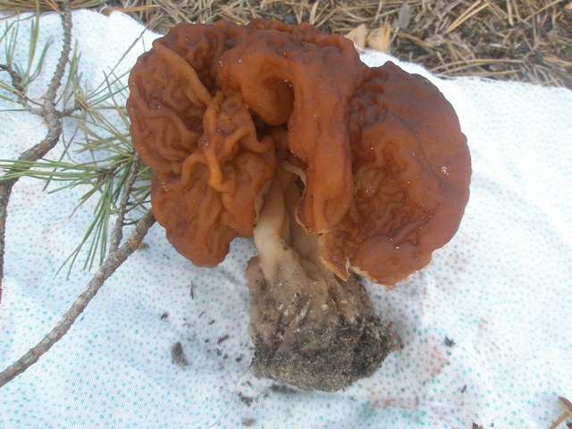 gyromitra_esculenta_2.jpg