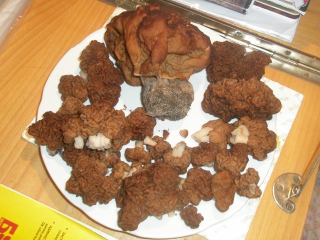 gyromitra_esculenta_4.jpg