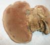 hapolopilus_nidulans_12_t1.jpg