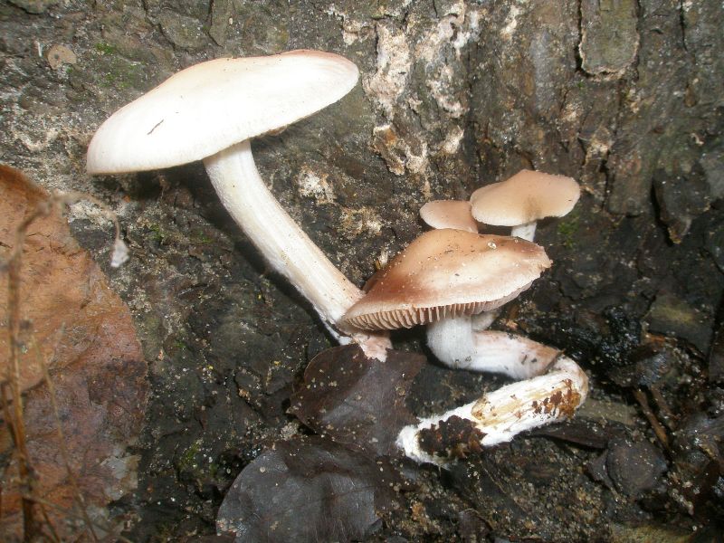 hebeloma_sp.jpg