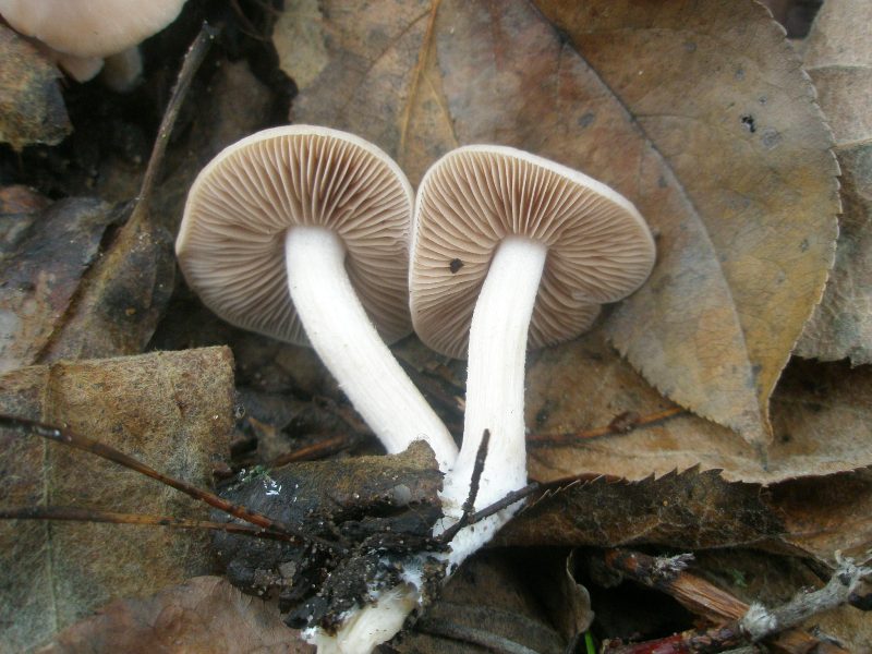 hebeloma_sp_1.jpg
