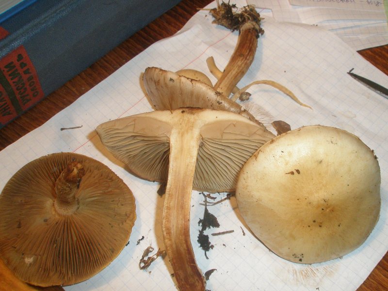 hebeloma_sp_2a.jpg