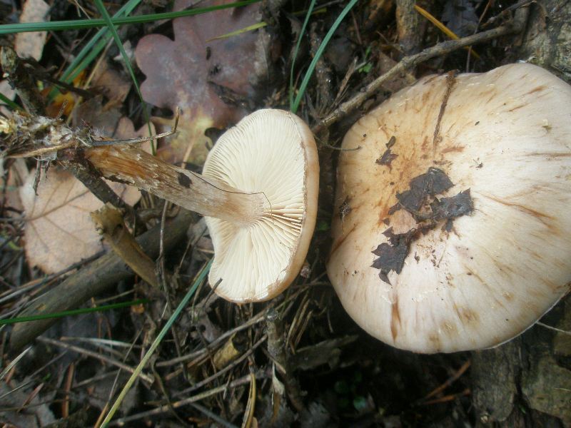 hebeloma_sp_3.jpg