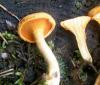 hygrophoropsis_omphalotus_sp_1a_t1.jpg