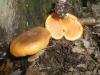 hygrophoropsis_omphalotus_sp_2_t1.jpg