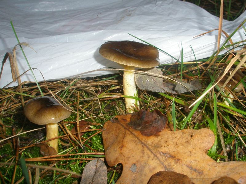 hygrophorus_hypothejus_1.jpg