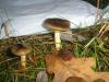 hygrophorus_hypothejus_1_t1.jpg