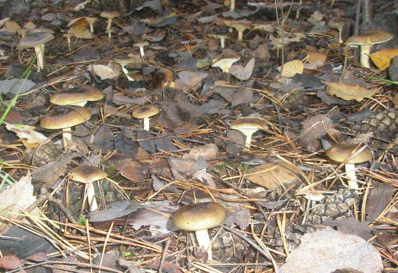 hygrophorus_hypothejus_2.jpg