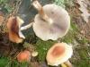 hypholoma_lateritium_1a_t1.jpg
