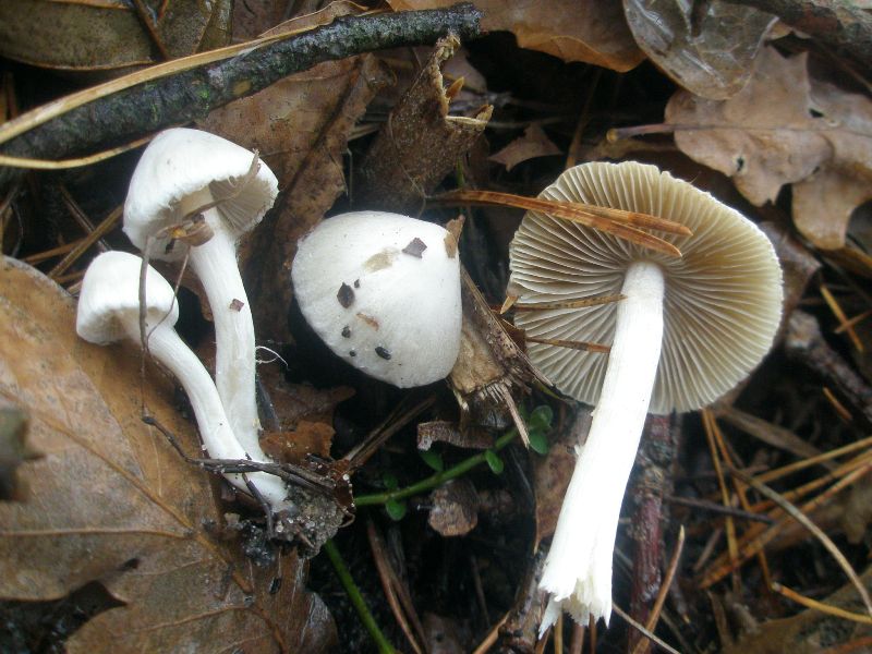 inocybe_geophylla_2.jpg