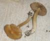 inocybe_sp_aurea_2_t1.jpg