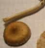 inocybe_sp_aurea_3_t1.jpg