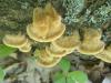inonotus_sp_radiatus_1_t1.jpg