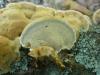 inonotus_sp_radiatus_2_t1.jpg