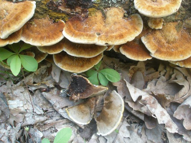 inonotus_sp_radiatus_4.jpg