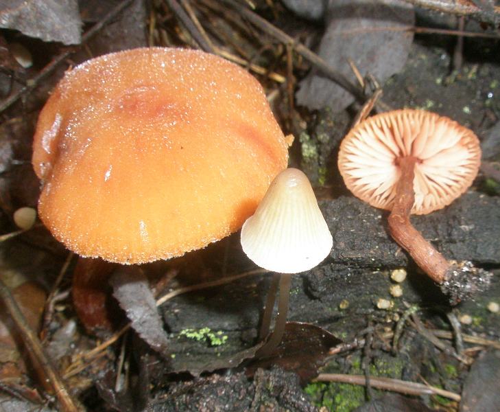 laccaria_laccata_1_mycena.jpg