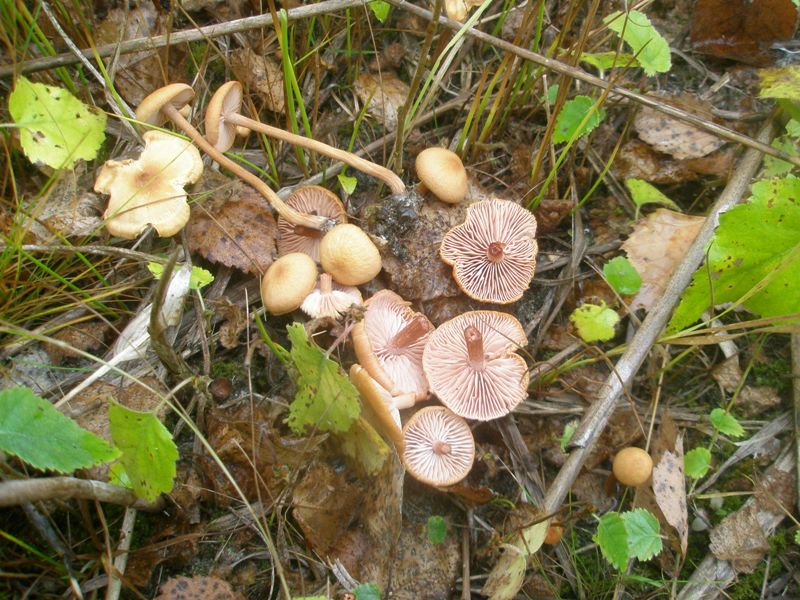 laccaria_laccata_2.jpg