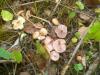 laccaria_laccata_2_t1.jpg