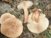 lactarius_quietus_t1.jpg