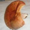 lactarius_torminosus_1_t1.jpg