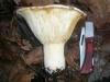 lactarius_velereus_1_t1.jpg