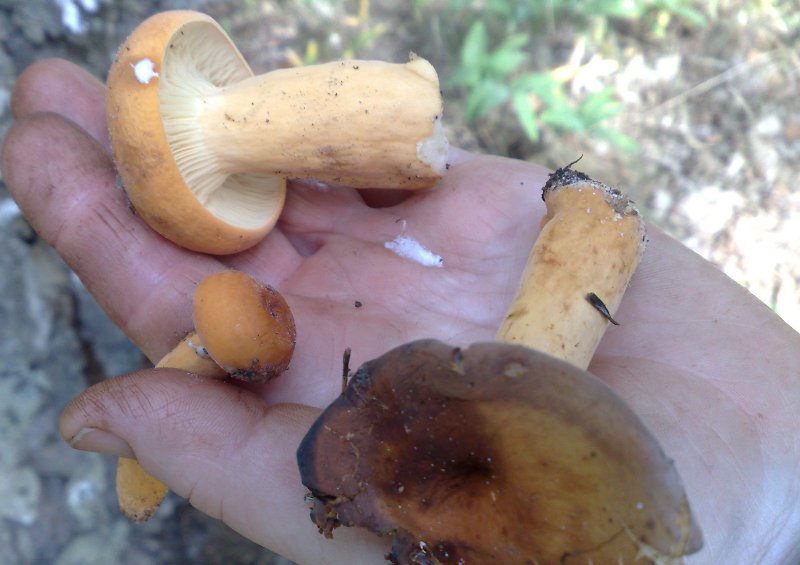 lactarius_volemus.jpg