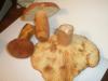 lactarius_volemus_1_t1.jpg