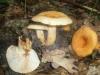 lactarius_volemus_2_t1.jpg