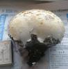 langermania_gigantea_1_t1.jpg