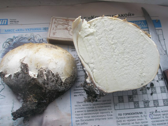 langermania_gigantea_3.jpg