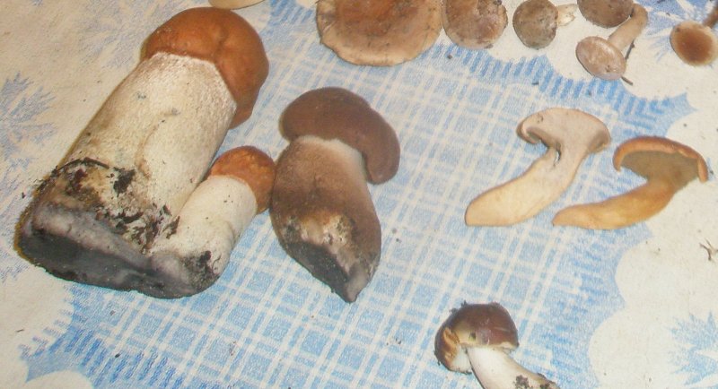 leccinum_5.jpg