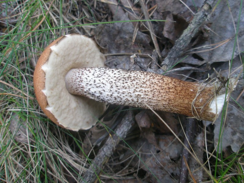 leccinum_aurantiacum_3.jpg